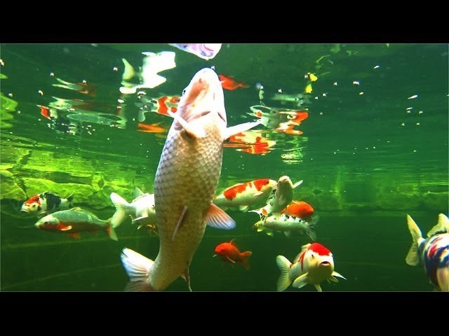 🏞️ 코이가쿠보 습원 이미지 3